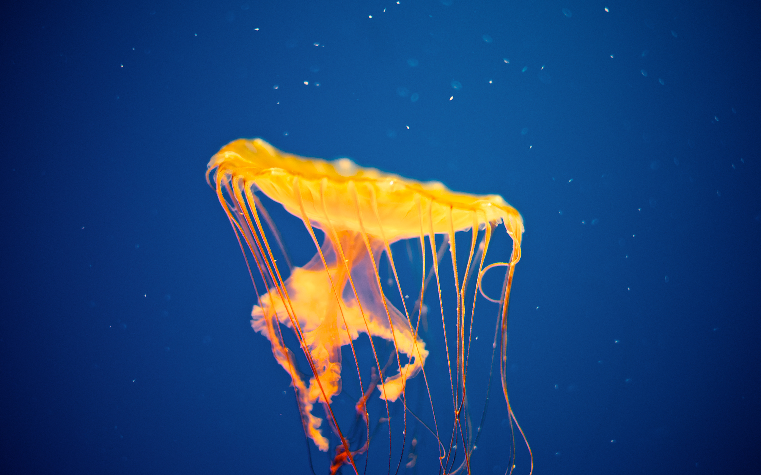 Jellyfish National Aquarium7991419570